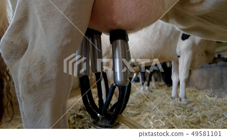 Hand detaches milking machine. 49581101