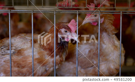 Hens are pecking feed. 49581200