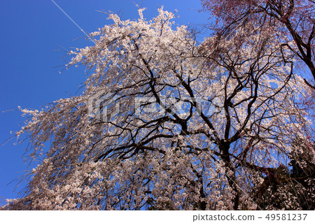 Side clouds of Seiunji Temple that shines in the blue sky (1) 49581237