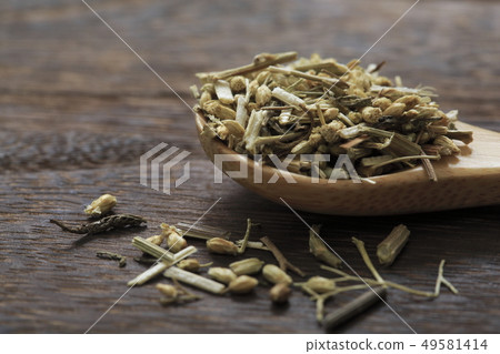 (Herb) Yarrow Japanese name: Achillea millefolium (Herb) Yarrow Japanese name: Achillea millefolium 49581414