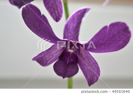 Dendrobium Blue Violet Purple Flower Dendrobium Blue Violet Purple Flower 49581640