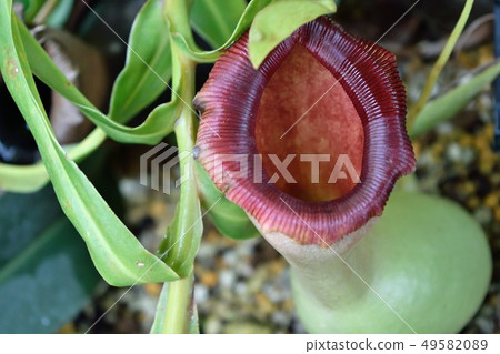 Wentrichosa豬籠草蠕蟲 49582089