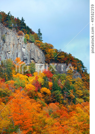 Autumn foliage 49582359