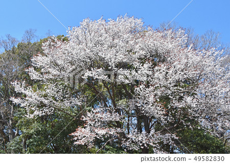 Kotei Shigahara Battlefield Hakuchizuka在春天 Kotei Shigahara Battlefield Hakuchizuka在春天 49582830