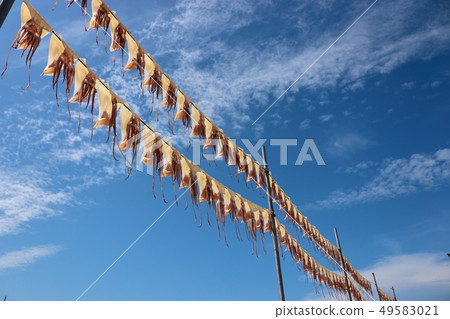Squid, dried, sunlight, 49583021