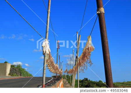 Squid, dried, sunlight, 49583046