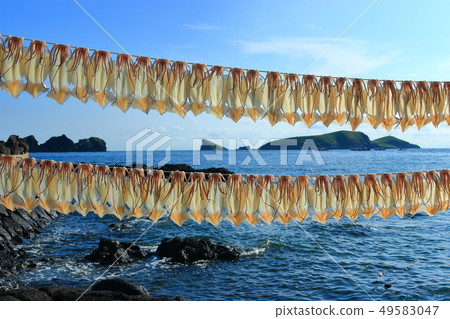 Squid, dried, sunlight, Squid, dried, sunlight, 49583047