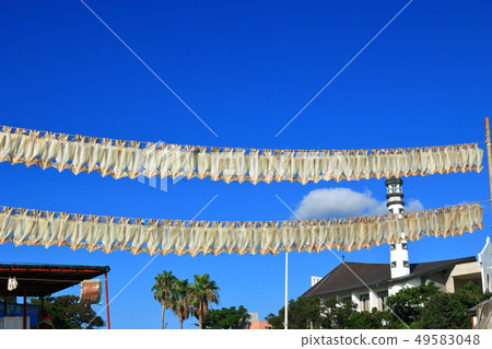 Squid, dried, sunlight, 49583048