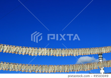 Squid, dried, sunlight, 49583049