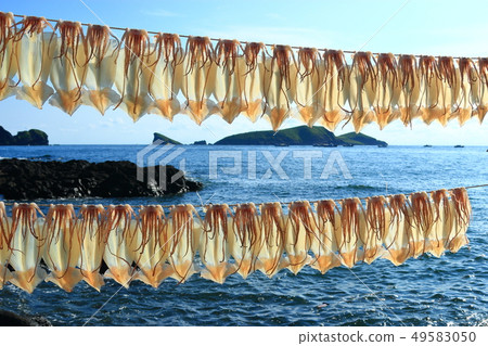 Squid, dried, sunlight, 49583050