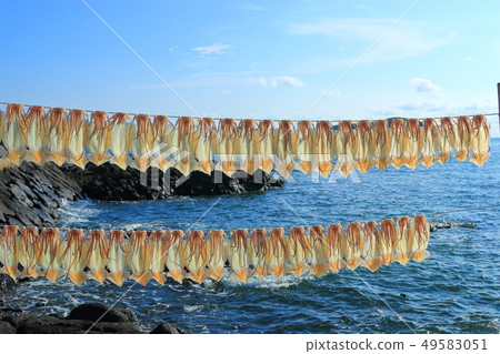 Squid, dried, sunlight, Squid, dried, sunlight, 49583051