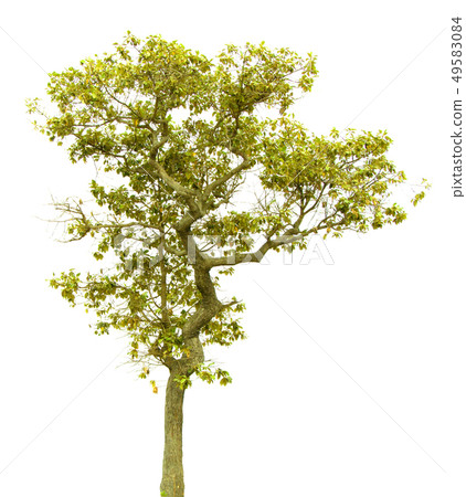 Green tree. 49583084