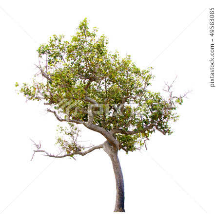 Green tree. 49583085