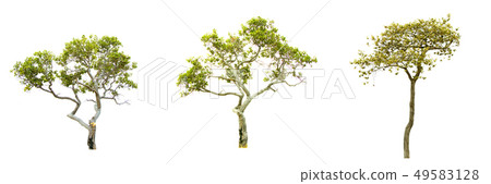 Green tree. 49583128