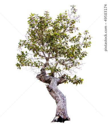 Green tree. 49583174