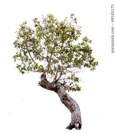 Green tree. 49583175