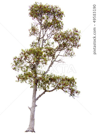 Green tree. 49583190