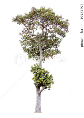 Green tree. 49583191