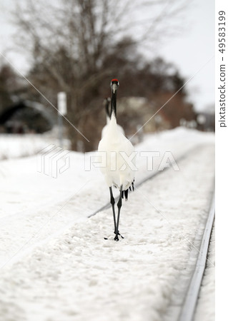 Cranberries Cranberries 49583199