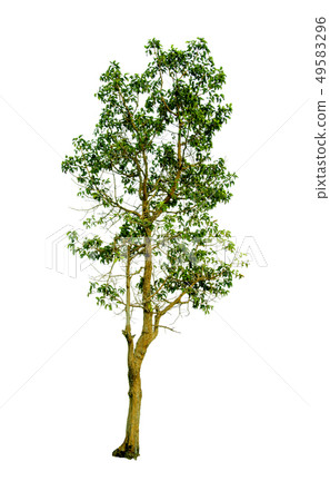 Green tree. 49583296