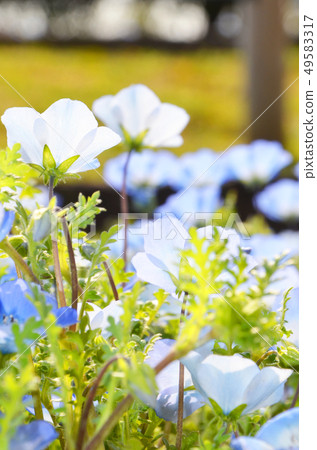 Nemophila Nemophila 49583317