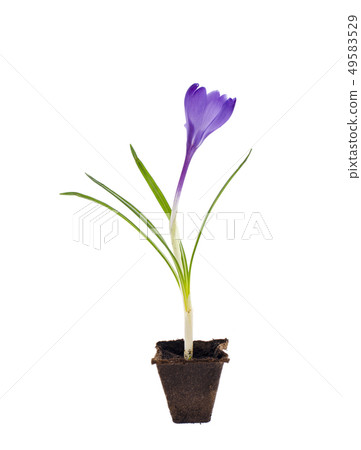 Single blue crocus, spring flower. Single blue crocus, spring flower. 49583529