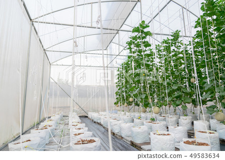 Farm melon plants growing in green a house Farm melon plants growing in green a house 49583634