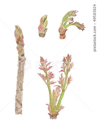 Aralia elata Taranoki 49583824