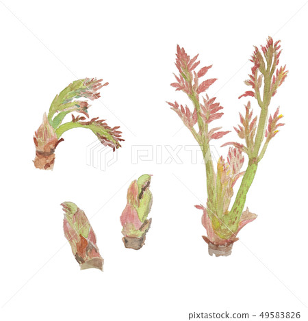 Aralia elata cod sprouts Aralia elata cod sprouts 49583826