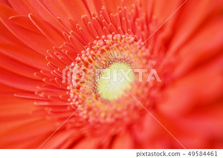 Orange's Gerbera Orange's Gerbera 49584461