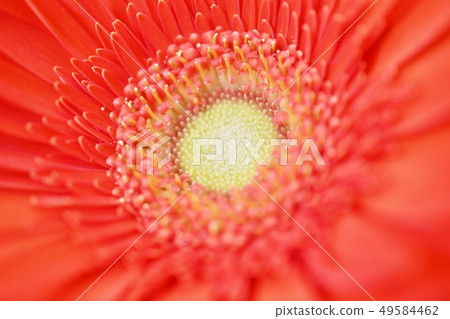 橙色的非洲菊 49584462
