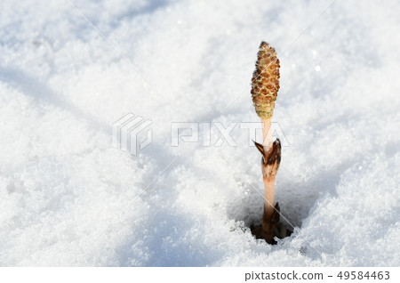 雪和刷子 雪和刷子 49584463