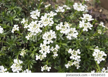 Iberisu Iberisu 49584503