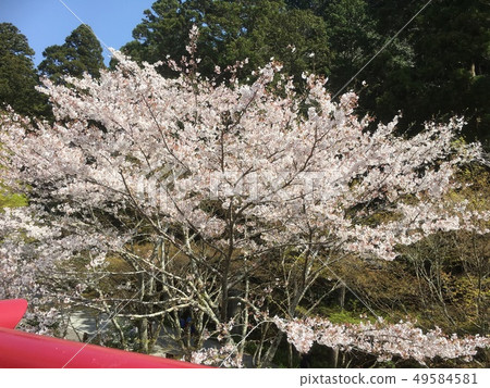 靜岡縣深田市福田,餃子,茶和櫻花的居所 靜岡縣深田市福田,餃子,茶和櫻花的居所 49584581