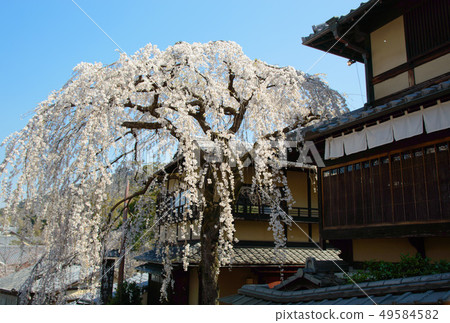 Weeping cherry tree in Sannen-zaka, Kyoto 49584582