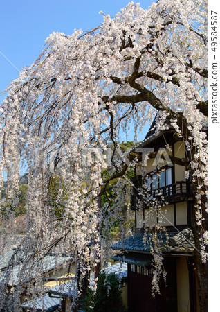 Weeping cherry tree in Sannen-zaka, Kyoto 49584587