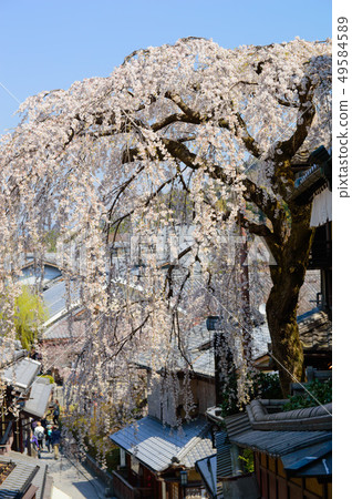 Weeping cherry tree in Sannen-zaka, Kyoto 49584589