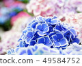 繡球 49584752