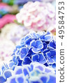 繡球 49584753