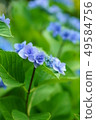 繡球 49584756