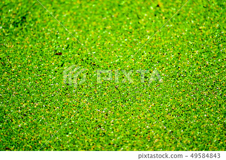 mosquito fern has green and yellow color and fall 49584843