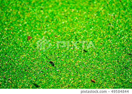 mosquito fern has green and yellow color and fall mosquito fern has green and yellow color and fall 49584844