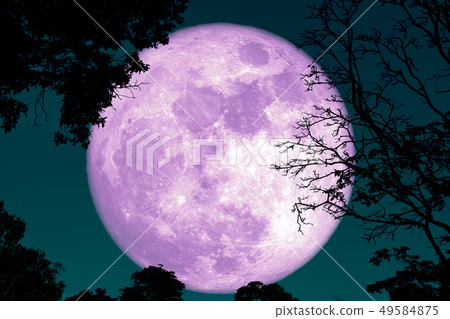 full crust moon back on silhouette plant and trees full crust moon back on silhouette plant and trees 49584875