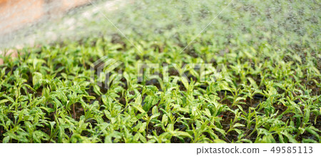 Small seedlings growing tomato in cultivation tray 49585113