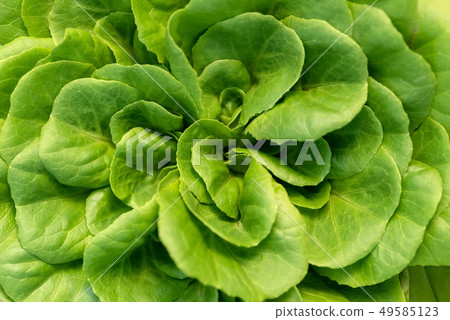 Corn salad, green lettuce leaves background 49585123