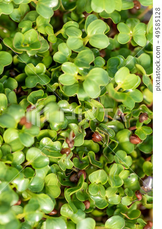 Microgreen sprouts raw sprouts Microgreen sprouts raw sprouts 49585128