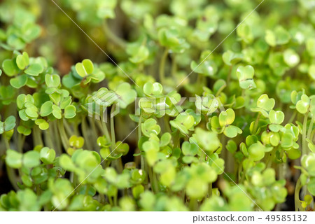 Microgreen sprouts raw sprouts 49585132