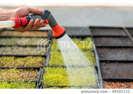 Watering plant in greenhouse garden 49585133