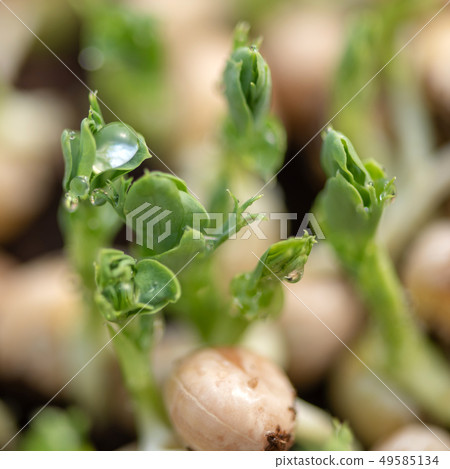 Micro green of peas 49585134