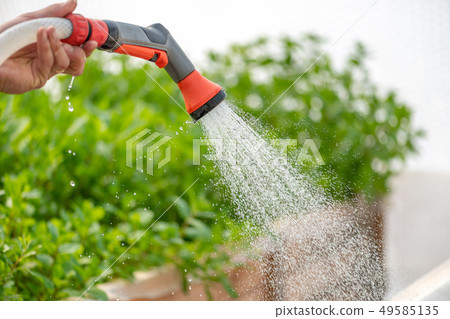 Watering plant in greenhouse garden 49585135